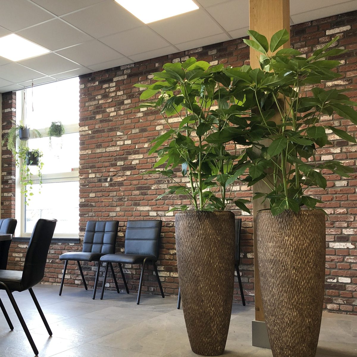 Kantoorbeplanting Boekel
