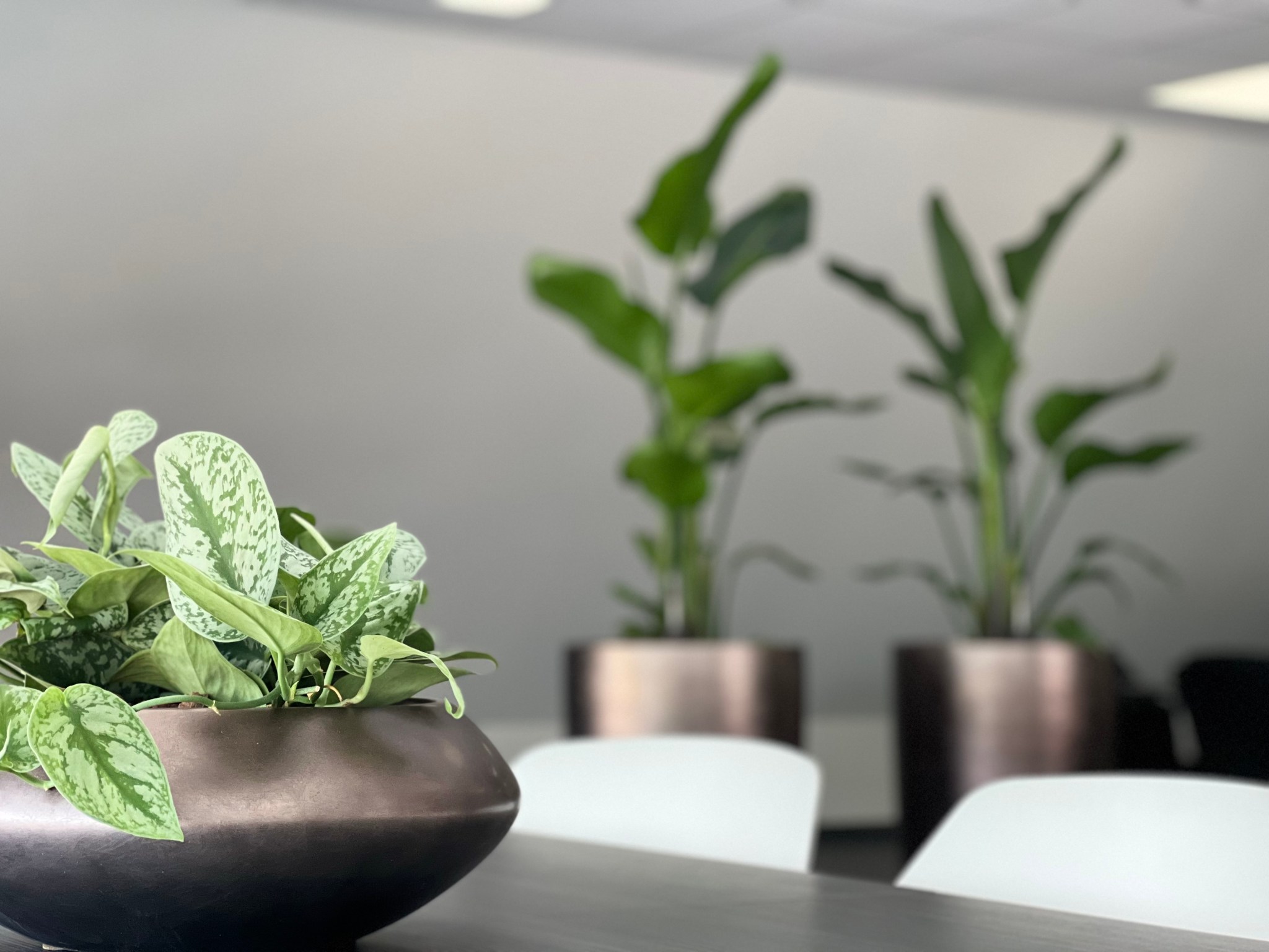 Kantoorbeplanting Handel