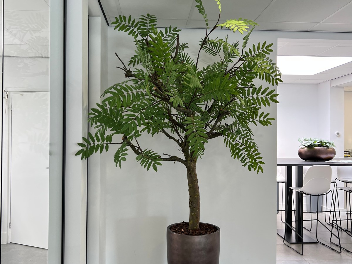 Kunstboom