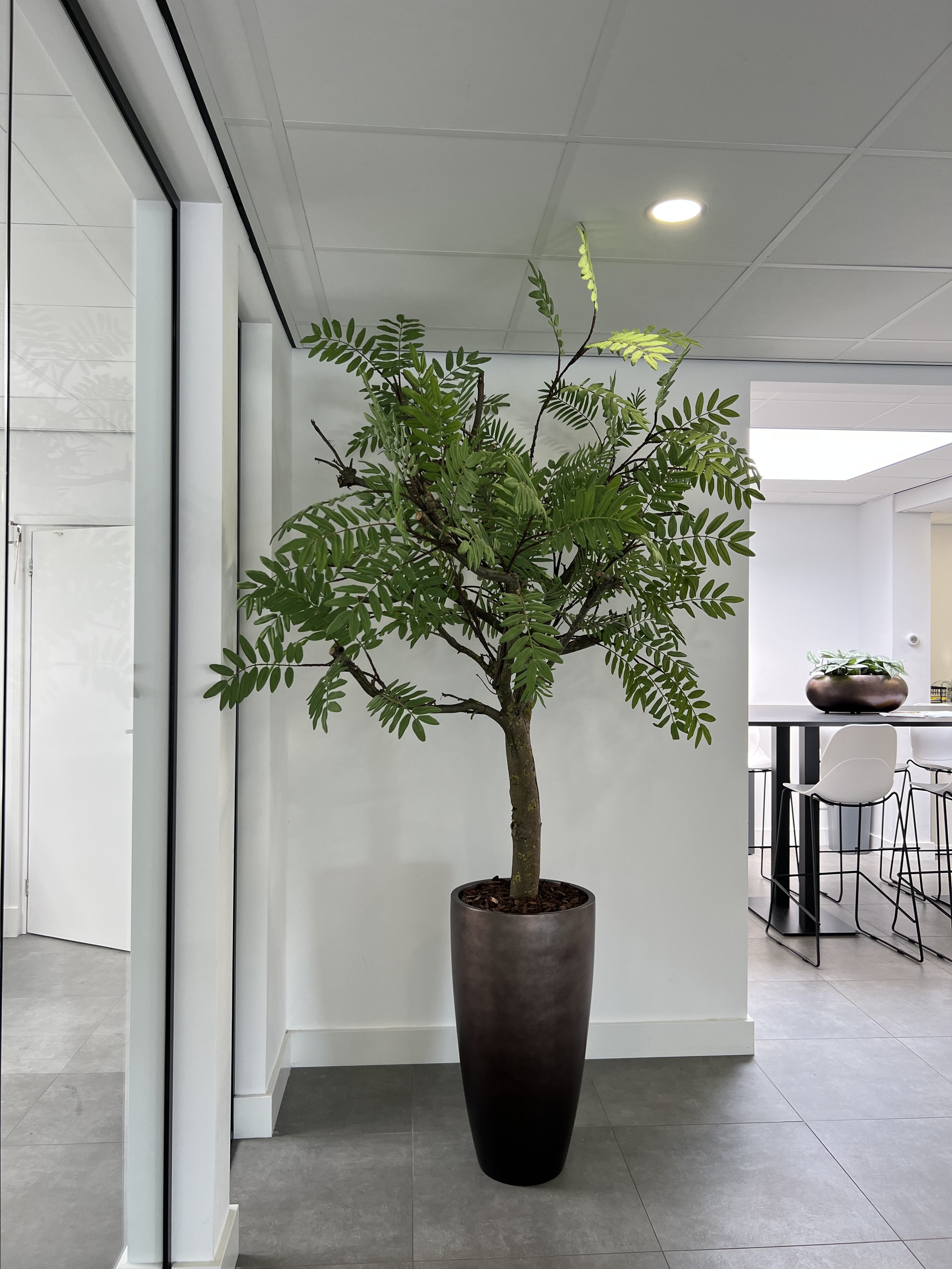 Kunstboom