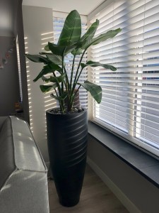 Strelitzia op hydrocultuur