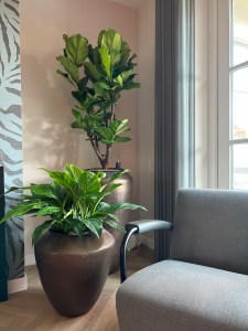 woonhuis interieurbeplanting